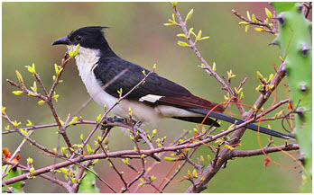 Pied Cuckoo or Chatak as seen just before the rains in the Western Ghats